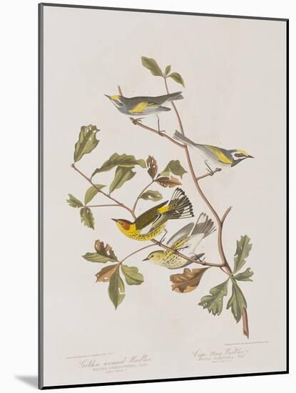 Illustration from 'Birds of America', 1827-38-John James Audubon-Mounted Giclee Print