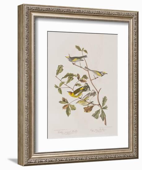 Illustration from 'Birds of America', 1827-38-John James Audubon-Framed Giclee Print