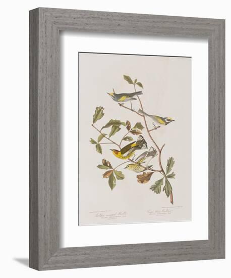 Illustration from 'Birds of America', 1827-38-John James Audubon-Framed Giclee Print