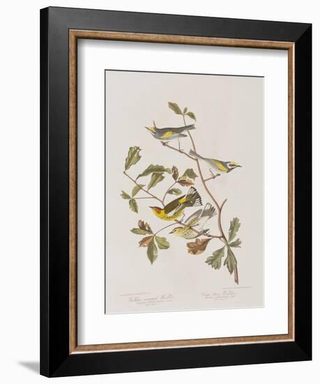 Illustration from 'Birds of America', 1827-38-John James Audubon-Framed Giclee Print