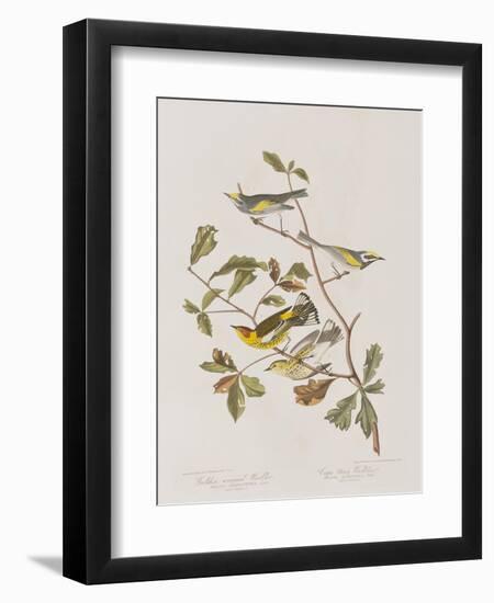 Illustration from 'Birds of America', 1827-38-John James Audubon-Framed Giclee Print