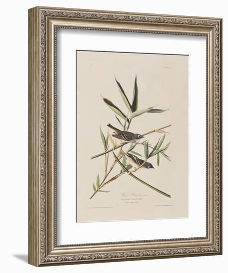 Illustration from 'Birds of America', 1827-38-John James Audubon-Framed Giclee Print