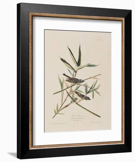 Illustration from 'Birds of America', 1827-38-John James Audubon-Framed Giclee Print