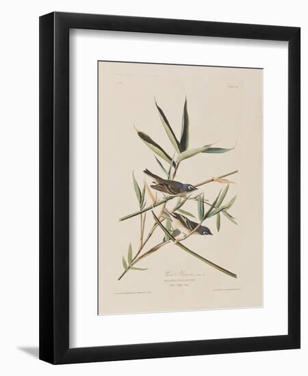 Illustration from 'Birds of America', 1827-38-John James Audubon-Framed Giclee Print