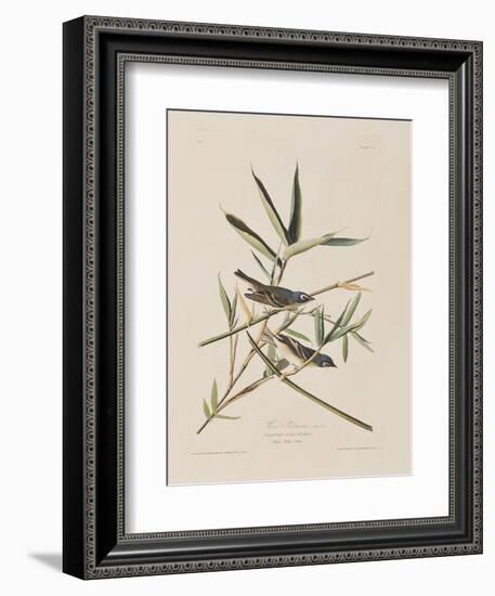 Illustration from 'Birds of America', 1827-38-John James Audubon-Framed Giclee Print