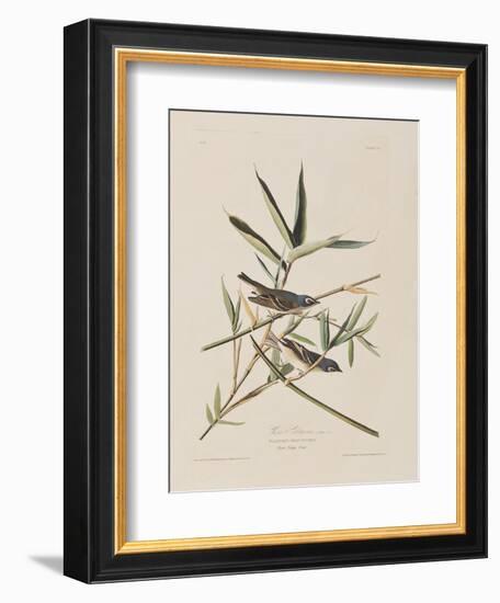 Illustration from 'Birds of America', 1827-38-John James Audubon-Framed Giclee Print