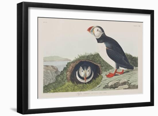 Illustration from 'Birds of America', 1827-38-John James Audubon-Framed Giclee Print