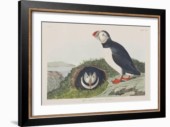 Illustration from 'Birds of America', 1827-38-John James Audubon-Framed Giclee Print