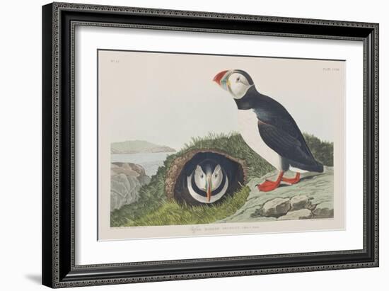 Illustration from 'Birds of America', 1827-38-John James Audubon-Framed Giclee Print