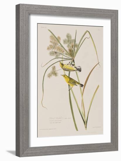 Illustration from 'Birds of America', 1827-38-John James Audubon-Framed Giclee Print