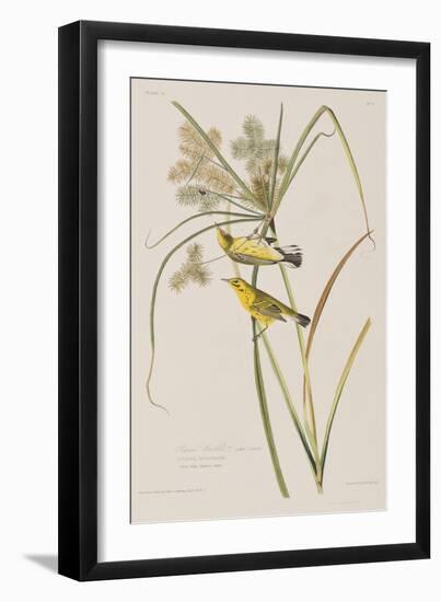 Illustration from 'Birds of America', 1827-38-John James Audubon-Framed Giclee Print