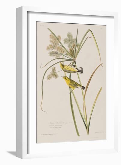 Illustration from 'Birds of America', 1827-38-John James Audubon-Framed Giclee Print