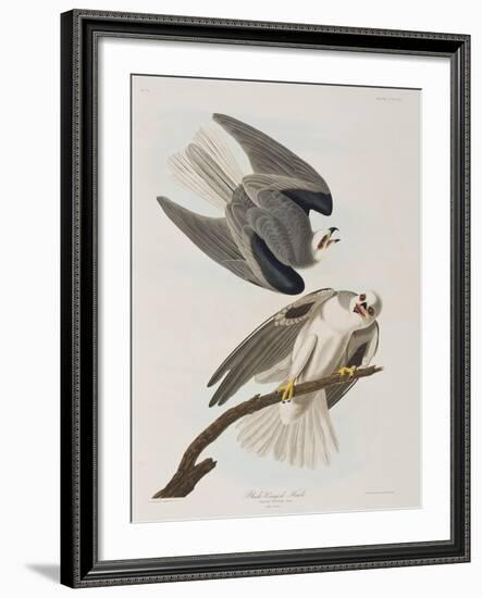 Illustration from 'Birds of America', 1827-38-John James Audubon-Framed Giclee Print