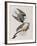 Illustration from 'Birds of America', 1827-38-John James Audubon-Framed Giclee Print