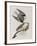 Illustration from 'Birds of America', 1827-38-John James Audubon-Framed Giclee Print