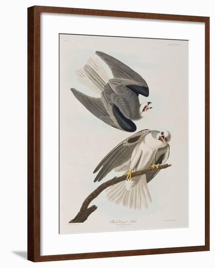 Illustration from 'Birds of America', 1827-38-John James Audubon-Framed Giclee Print