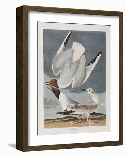 Illustration from 'Birds of America', 1827-38-John James Audubon-Framed Giclee Print