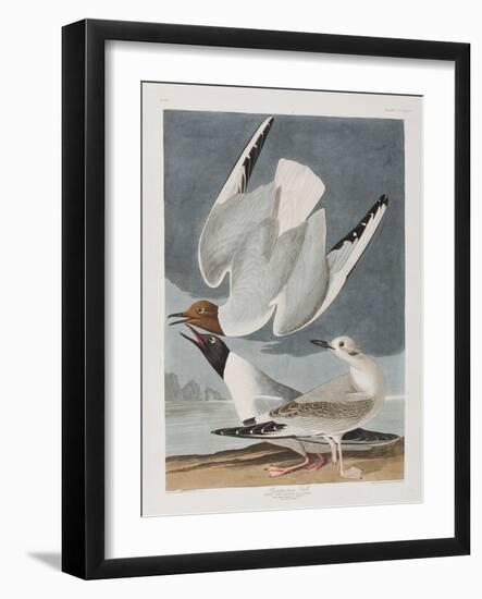 Illustration from 'Birds of America', 1827-38-John James Audubon-Framed Giclee Print