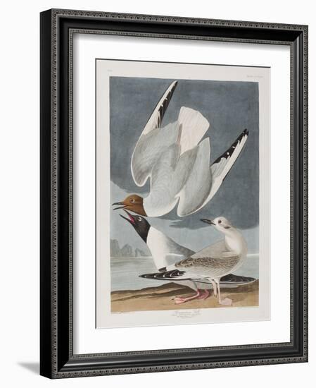 Illustration from 'Birds of America', 1827-38-John James Audubon-Framed Giclee Print