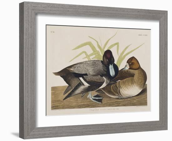 Illustration from 'Birds of America', 1827-38-John James Audubon-Framed Giclee Print