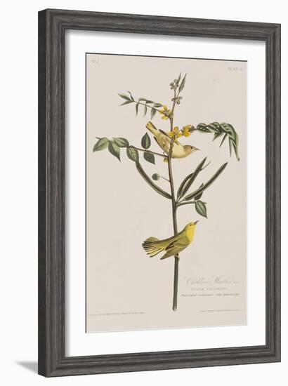 Illustration from 'Birds of America', 1827-38-John James Audubon-Framed Giclee Print