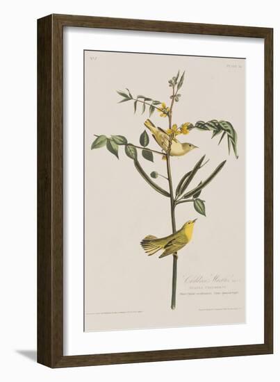 Illustration from 'Birds of America', 1827-38-John James Audubon-Framed Giclee Print