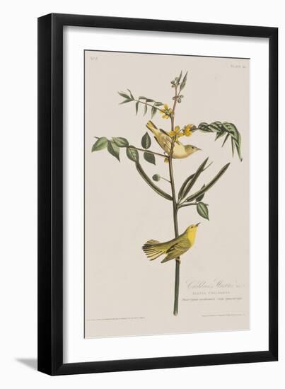 Illustration from 'Birds of America', 1827-38-John James Audubon-Framed Giclee Print