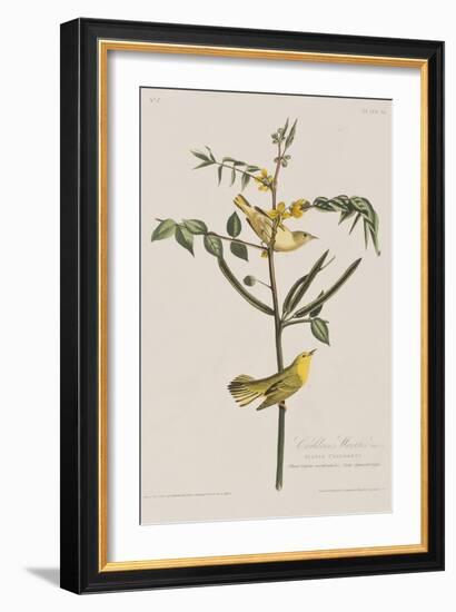 Illustration from 'Birds of America', 1827-38-John James Audubon-Framed Giclee Print