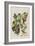 Illustration from 'Birds of America', 1827-38-John James Audubon-Framed Giclee Print