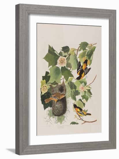 Illustration from 'Birds of America', 1827-38-John James Audubon-Framed Giclee Print