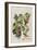 Illustration from 'Birds of America', 1827-38-John James Audubon-Framed Giclee Print