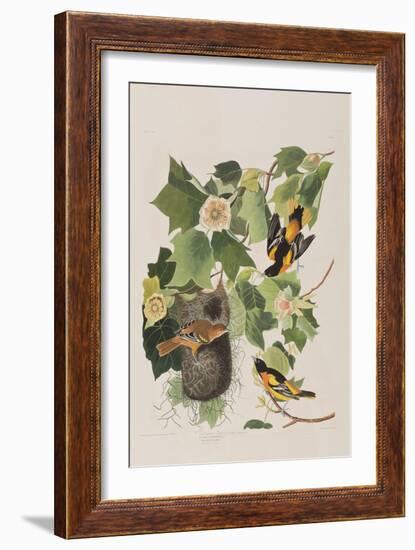 Illustration from 'Birds of America', 1827-38-John James Audubon-Framed Giclee Print