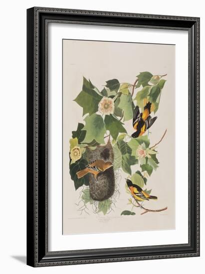 Illustration from 'Birds of America', 1827-38-John James Audubon-Framed Giclee Print