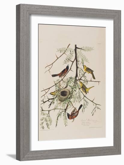 Illustration from 'Birds of America', 1827-38-John James Audubon-Framed Giclee Print