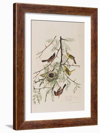 Illustration from 'Birds of America', 1827-38-John James Audubon-Framed Giclee Print