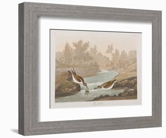 Illustration from 'Birds of America', 1827-38-John James Audubon-Framed Giclee Print