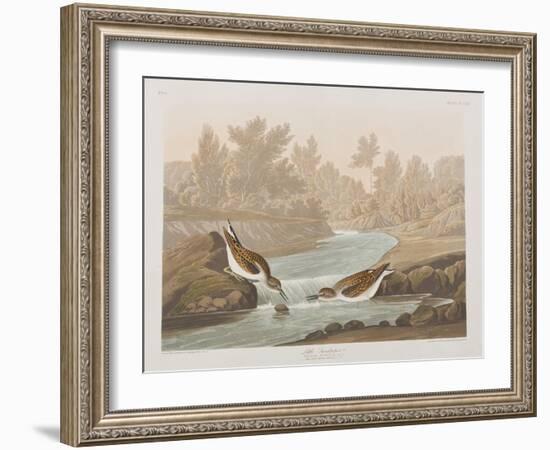 Illustration from 'Birds of America', 1827-38-John James Audubon-Framed Giclee Print