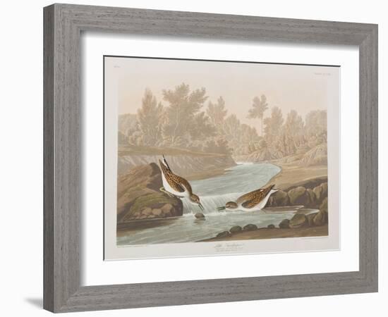 Illustration from 'Birds of America', 1827-38-John James Audubon-Framed Giclee Print