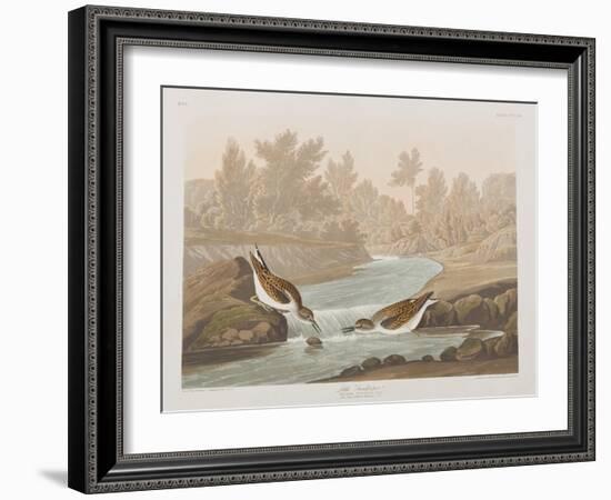 Illustration from 'Birds of America', 1827-38-John James Audubon-Framed Giclee Print