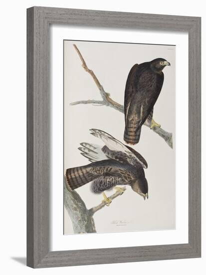 Illustration from 'Birds of America', 1827-38-John James Audubon-Framed Giclee Print