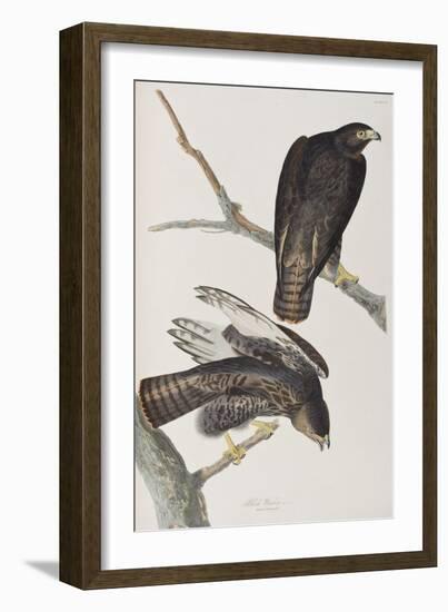 Illustration from 'Birds of America', 1827-38-John James Audubon-Framed Giclee Print