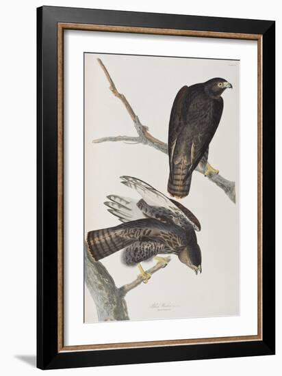 Illustration from 'Birds of America', 1827-38-John James Audubon-Framed Giclee Print