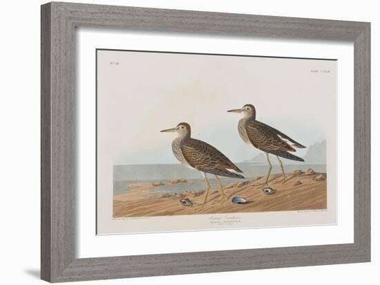 Illustration from 'Birds of America', 1827-38-John James Audubon-Framed Giclee Print