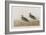 Illustration from 'Birds of America', 1827-38-John James Audubon-Framed Giclee Print