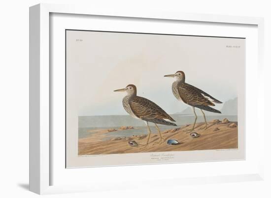 Illustration from 'Birds of America', 1827-38-John James Audubon-Framed Giclee Print