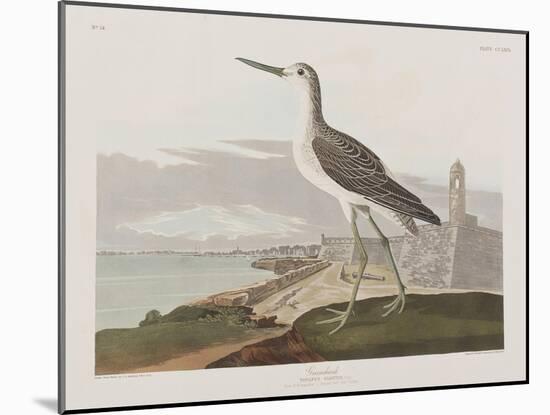 Illustration from 'Birds of America', 1827-38-John James Audubon-Mounted Giclee Print