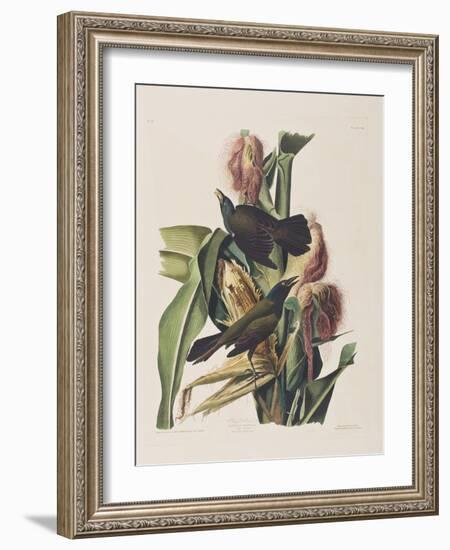 Illustration from 'Birds of America', 1827-38-John James Audubon-Framed Giclee Print