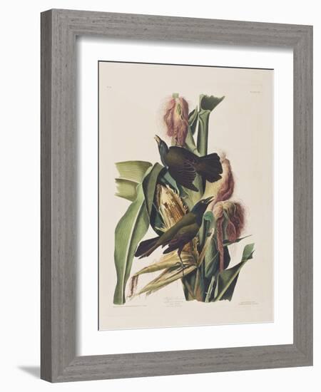 Illustration from 'Birds of America', 1827-38-John James Audubon-Framed Giclee Print