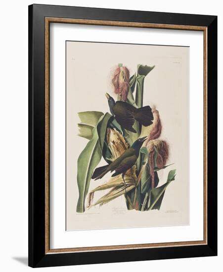 Illustration from 'Birds of America', 1827-38-John James Audubon-Framed Giclee Print