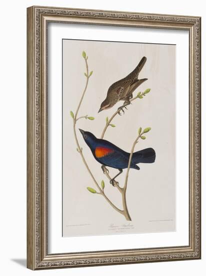 Illustration from 'Birds of America', 1827-38-John James Audubon-Framed Giclee Print